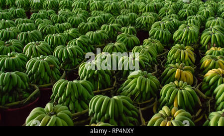 Green bananas in wholesale fresh market Stock Photo