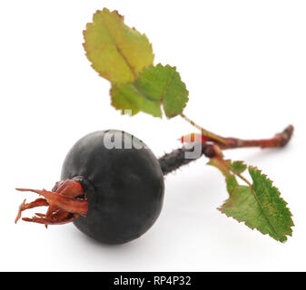 Rosa rugosa or beach rose black fruit over white background Stock Photo