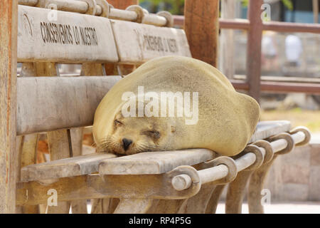 Fat Galapagos Sea Lion (Zalophus wollebaeki) sleeping on a bench Stock Photo
