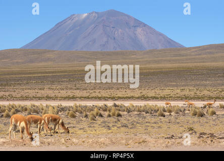 Herd of Vicuna (Vicugna vicugna) grazing on the plateau below Misti Volcano Stock Photo