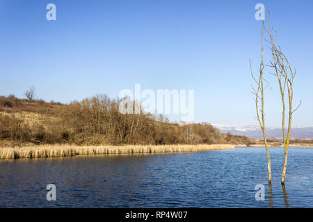 View of a dead tree covered in yellow moss on a scenic lake surrounded by reed and distant mountains covered by snow Stock Photo