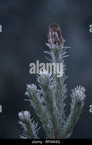 Pygmy Owl (Glaucidium passerinum) on top of spruce tree, covered in frost. Estonia Stock Photo