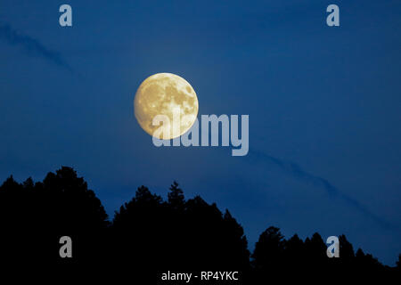 Blue Full moon rises over forest in the Lamar Valley of Yellowstone on the first day of autumn Stock Photo