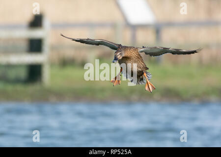 Female Mallard duck in flight coming in to land Stock Photo