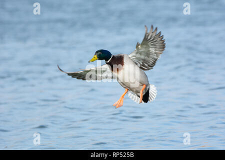 Male Mallard duck coming in to land Stock Photo