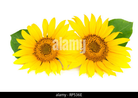 Two sunflowers with leaves isolated on white background. Stock Photo