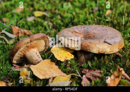 Paxillus involutus, or The Brown Roll Rim fungus, is a common, widely  consumed fungus, but is known to cause a severe and deadly allergic reaction. Stock Photo