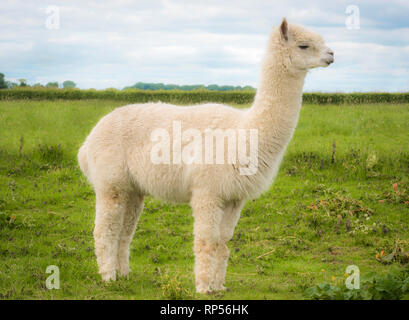 Alpaca (Vicugna pacos) - a species of South American camelid. Stock Photo