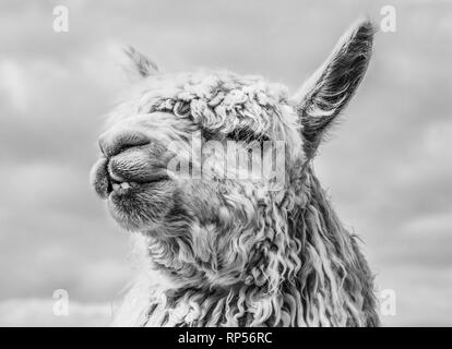 Monochrome head shot of a Suri Alpaca. Stock Photo