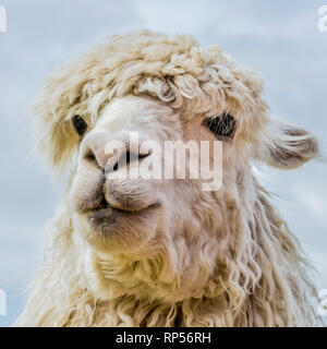 Alpaca (Vicugna pacos) - a species of South American camelid. Stock Photo