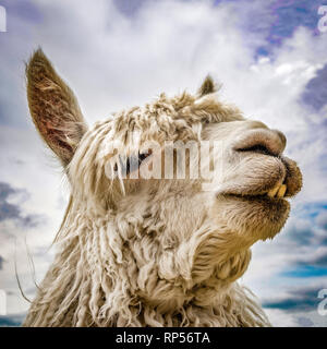 Head shot of a Suri Alpaca seen against a blue sky. Stock Photo