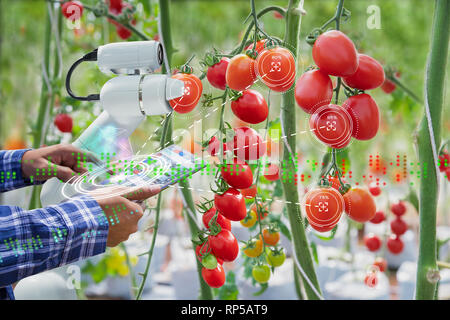 Farmer using digital tablet control robot to harvesting tomatoes in agriculture industry, Agriculture technology smart farm concept Stock Photo