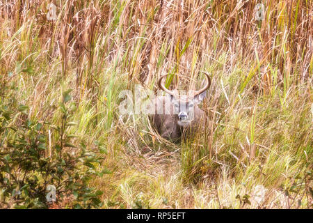 Whitetail buck bedding down in a field in Acadia National Park, Maine Stock Photo