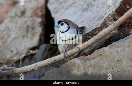 Double-barred Finch, Taeniopygia bichenovii, also called Owl finch, Black-rumped  White-rumped Double-barred Finch standing on the ground with copy sp Stock Photo