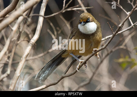 White-throated Laughingthrush (Garrulax albogularis). Facing forwards showing the white throat giving the species its popular name. Northern India. Stock Photo