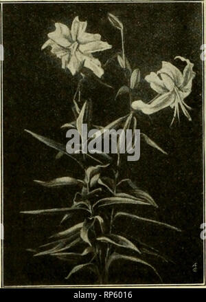 . The American florist : a weekly journal for the trade. Floriculture; Florists. Lilium Auratum. Growing Among Rliododendrons at Highland Park. RochestL-r. N. V. persistent than a great many of its associates in cultivation. We have never seen it attacked by disease, Li. candidum, commonly known as the Madonna lily, with its large showy racemes of pure white flowers, is one of the most beautiful of lilies. But, as above stated, on account of its liability to disease, its cultivation has been much under the ban, which is very unfortunate. It was a common sight at one time to see glorious groups Stock Photo
