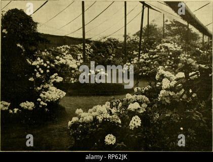 . The American florist : a weekly journal for the trade. Floriculture; Florists. igoj. The American Florist. 889. WATERERS RHODODENDRONS AT REGENTS PARK EXHIBITION, LONDON, ENG., JUNE 1903. forced through a small pipe covered with sulphur, which will help to keep mildew in check. R. I. The London Rhododendron Exhibition. The Royal Botanic Society of London is making great efforts to regain the popularity of former years, and is hold- ing a series of shows in the lovely gardens at Regents park, with this object in view. Recently there was a fairly good dis- play of plants, but it paled into ins Stock Photo