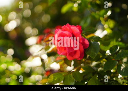 closeup of a beautiful red rose, with a retro effect Stock Photo