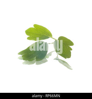 Green Leaves of Swan Pink and Yellow Columbine Flower Stock Photo