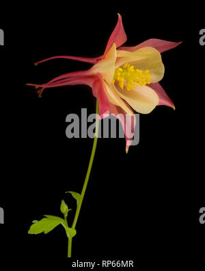 Swan Pink and Yellow Columbine, Aquilegia caerulea, against Black Background Stock Photo