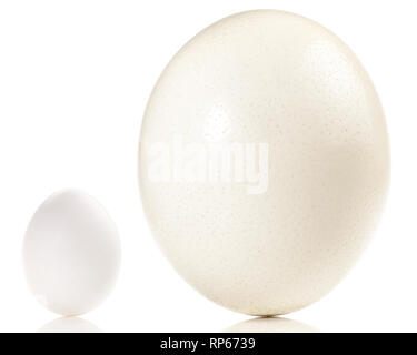 Ostrich and Chicken Eggs on white Background Stock Photo