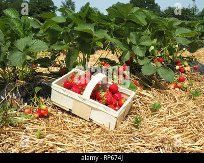 Picked Strawberries on a Field Stock Photo
