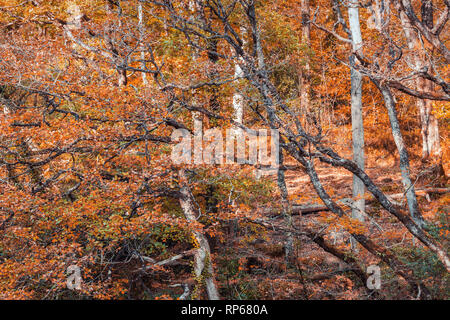 Autumnal oak tree  Gwydyr forest with warm orange leaves in North Wales, UK Stock Photo