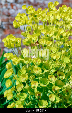 Yellow flowers of Euphorbia characias wulfenii (Mediterranean spurge) Stock Photo