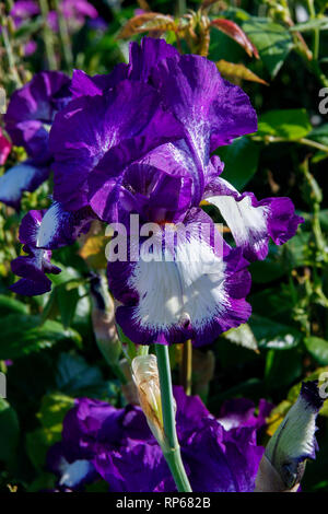 Close up of purple and white flowers of Iris Stepping Out (Bearded iris) Stock Photo