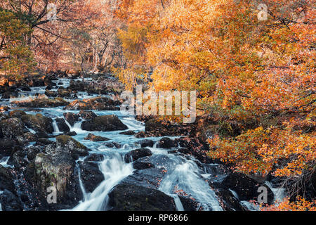 Swallow Falls at autumn. The most popular waterfall in North Wales, UK Stock Photo