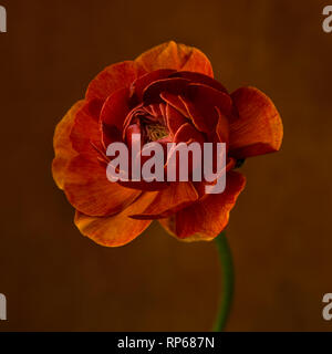 Ranunculus Flower against Dark Orange Background Stock Photo