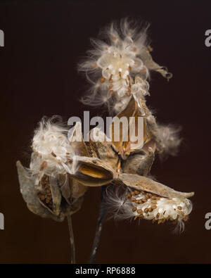 Milkweed Seed Pods against Dark Background, Close-Up Stock Photo