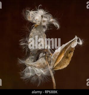 Milkweed Seed Pod against Dark Background, Close-Up Stock Photo