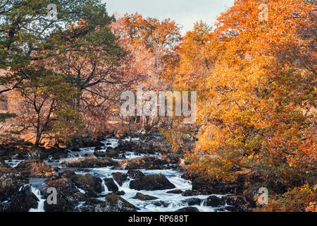 Swallow Falls at autumn. The most popular waterfall in North Wales, UK Stock Photo