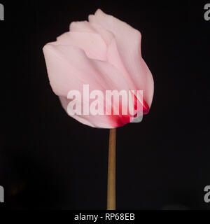 Pink Persian Cyclamen, Cyclamen persicum, Leaning Left against Black Background Stock Photo