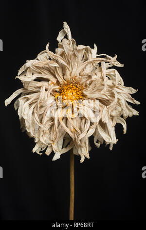 Dried Dahlia Flower against Black Background Stock Photo