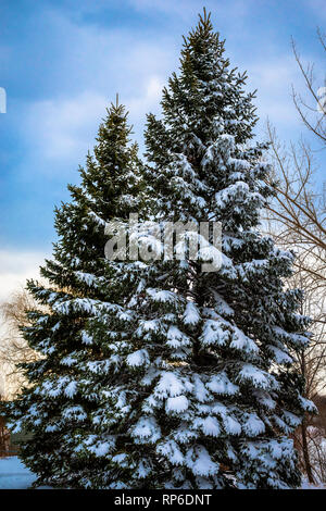 Snow-covered spruce Stock Photo
