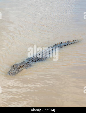 Large saltwater crocodile swimming in the murky, brown Adelaide River in a remote area of the Northern Territory of Australia Stock Photo