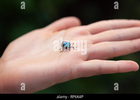 Hibiscus Harlequin Bug on open female hand Stock Photo