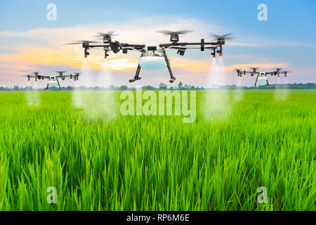 Agriculture drone fly to sprayed fertilizer on the rice fields Stock Photo Alamy
