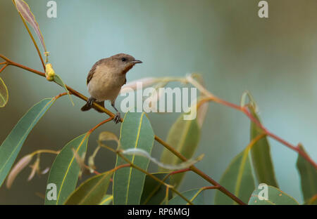 A Rufous-throated Honeyeater, Conopophila rufogularis, perched in a tree near Mount Isa, Western Queensland with copy space. Stock Photo