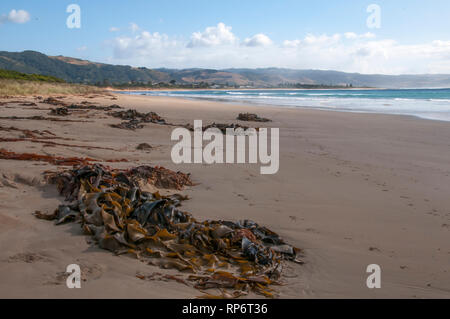 Kelp washed up on the ocean beach at Marengo, Great Ocean Road, Victoria, Australia Stock Photo