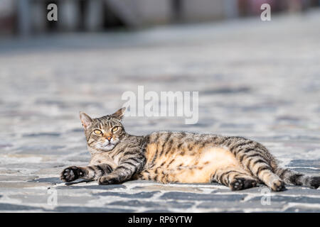 Stray tabby cat lying down on cobblestone sidewalk street in Lviv, Ukraine resting relaxing grooming in old European town Stock Photo