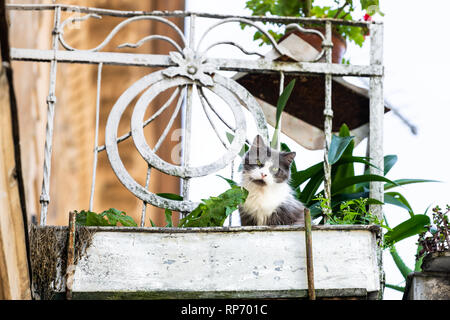 Cat balcony hi-res stock photography and images - Alamy