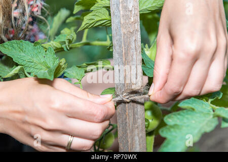 Closeup of green unripe tomatoes hanging growing on plant vine with woman tying string macro with hands in garden by soil, wooden stick pole Stock Photo