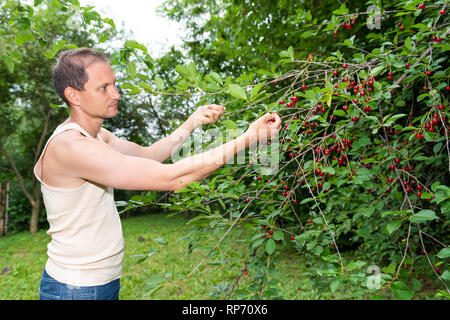 Hanging red sour cherry berries ripening on tree in Russia or Ukraine garden dacha farm with young man farmer picking holding fruit Stock Photo