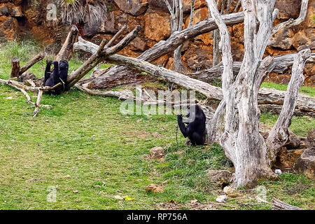 Gorilla In Cabarceno National Park Stock Photo - Alamy