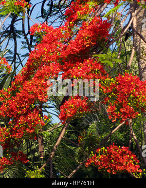 Clusters of scarlet flowers blossom in springtime on showy Royal Poinciana trees (Delonix regia) in southern Florida, USA. This deciduous member of the bean family also is known as the Flame Tree and Flamboyant Tree. The small green bulbs are flower buds that have yet to bloom. Stock Photo