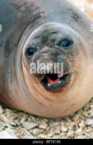 A young northern elephant seal (Mirounga angustirostris) growls at the photographer who interrupted her rest on a stony beach in the San Benito Islands in the Pacific Ocean off the west coast of Baja California in Mexico. Females lack the elongated snout that resembles the trunk of an elephant and gives name to the species. Males (bulls) are easily identified by their prominent proboscis and much larger body that can weigh up to 5,500 pounds (2495 kilograms) and grow to as much as 16 feet (4.8 meters) in length.