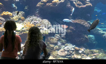 children identify fish in a large public aquarium Stock Photo